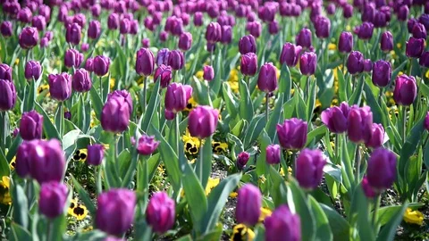 Blooming Tulip in the field, Stock Footage 128958910