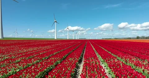 Blooming tulip fields in the netherlands Stock Footage 272612593