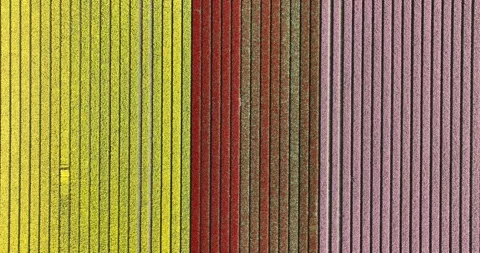 Blooming tulip fields in the netherlands Stock Footage 272613043