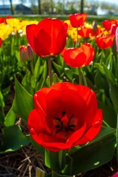 Blooming tulip fields Stock Photos