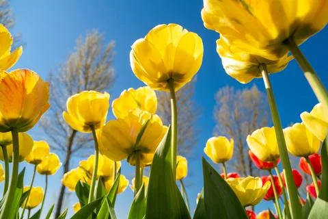 Blooming tulip fields Stock Photos