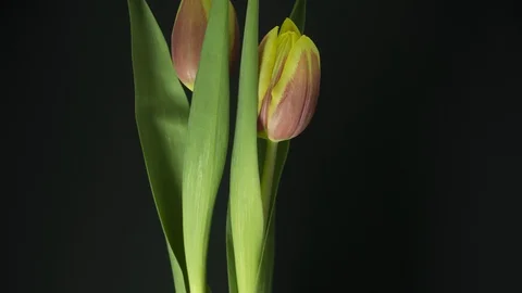 Blooming tulip Stock Footage 90551891