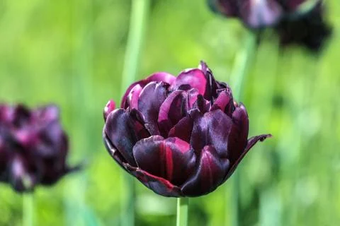 Blooming tulip 库存照片
