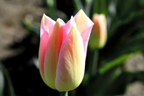 Blooming tulip Stock Photos