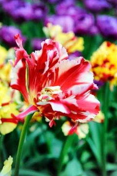 Blooming tulip Foto stock