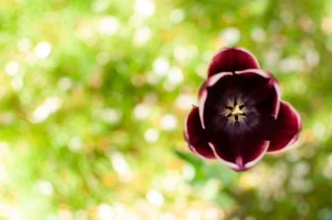 A blooming tulip. Photos