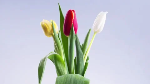 Blooming Tulip Time Lapse Opening Stock Footage 57325623