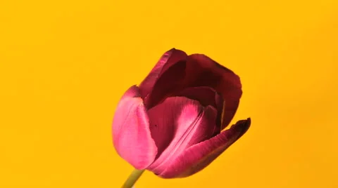 Blooming Tulip Timelapse Video stock 5585588