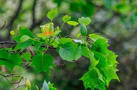Blooming tulip tree in spring Stock Photos