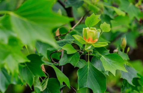 Blooming tulip tree in spring Stock Photos
