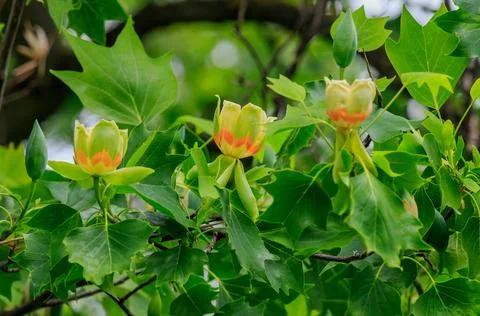Blooming tulip tree in spring Stock Photos