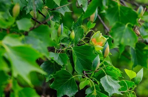 Blooming tulip tree in spring Stock Photos