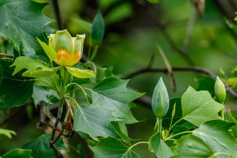 Blooming tulip tree in spring Stock Photos
