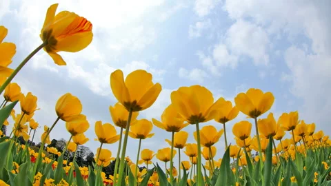 Blooming Tulips and Flowing Clouds 스톡 동영상 327541891