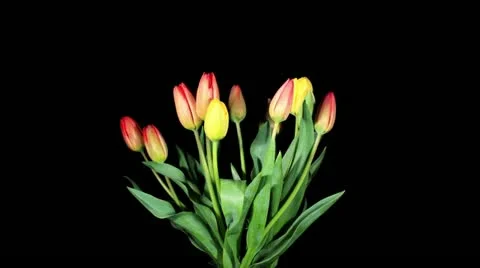 Blooming tulips on the black background, timelapse Stock Footage 10904930