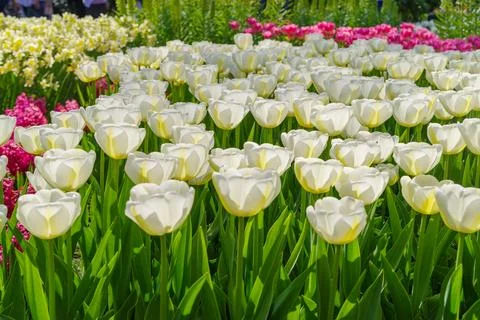 Blooming tulips closeup Stock Photos