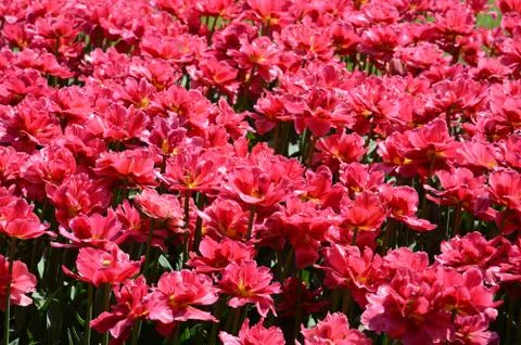 Blooming tulips continuous field Stock Photos