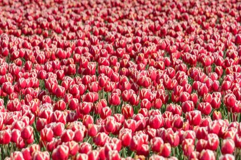 Blooming tulips during spring Stock Photos
