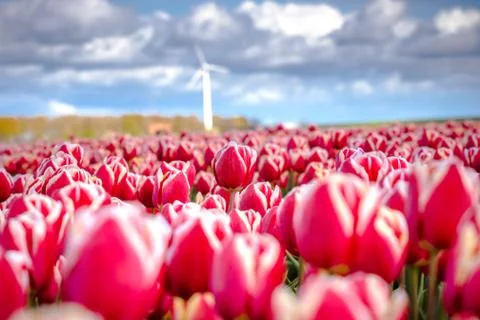 Blooming tulips during spring Stock Photos