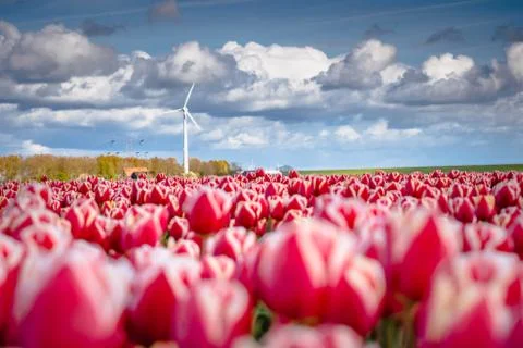 Blooming tulips during spring Stock Photos