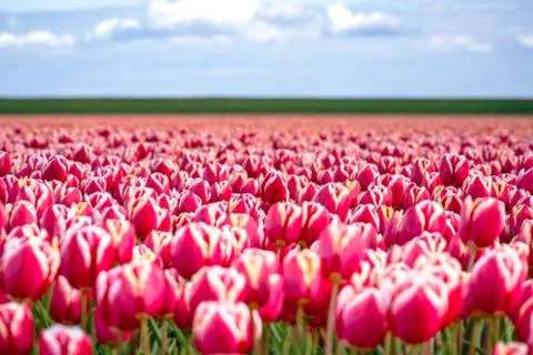 Blooming tulips during spring Stock Photos