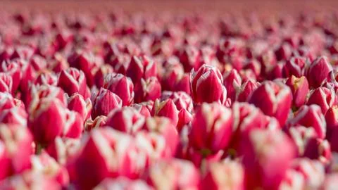 Blooming tulips during spring Stock Photos