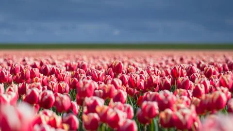 Blooming tulips during spring Stock Photos