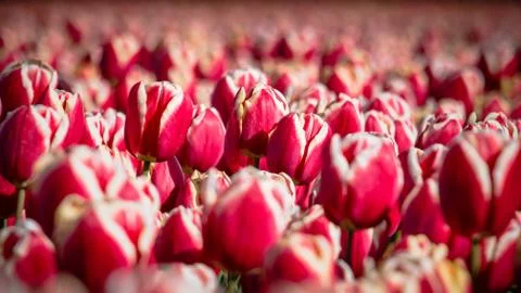 Blooming tulips during spring Stock Photos