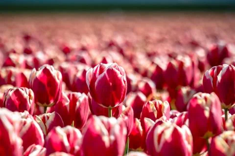 Blooming tulips during spring Stock Photos