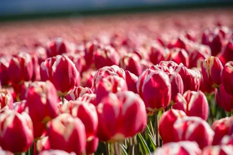 Blooming tulips during spring Stock Photos
