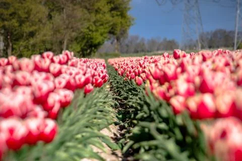Blooming tulips during spring Stock Photos
