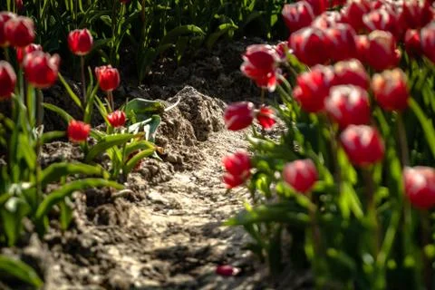 Blooming tulips during spring Stock Photos