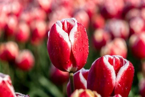 Blooming tulips during spring Stock Photos