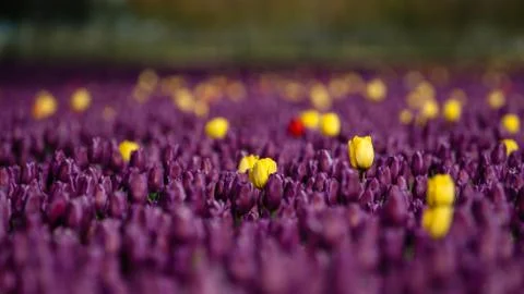 Blooming tulips during spring Stock Photos