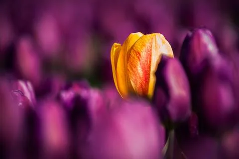 Blooming tulips during spring Stock Photos