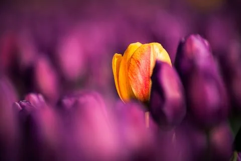 Blooming tulips during spring Stock Photos