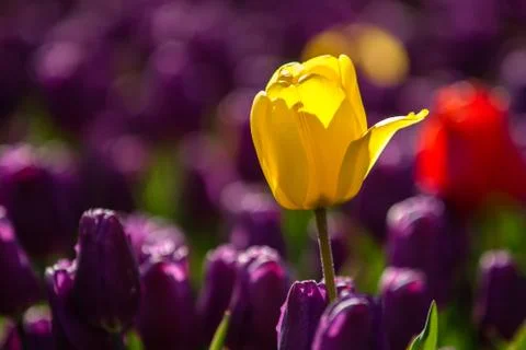 Blooming tulips during spring Stock Photos