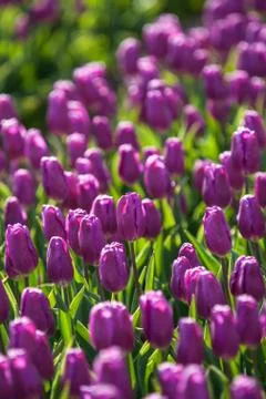 Blooming tulips during spring Stock Photos