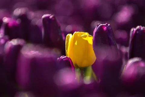 Blooming tulips during spring Stock Photos