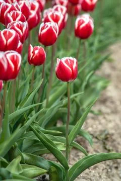 Blooming tulips during spring Stock Photos