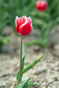 Blooming tulips during spring Stock Photos