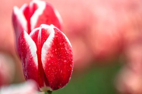 Blooming tulips during spring Stock Photos