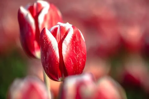 Blooming tulips during spring Stock Photos