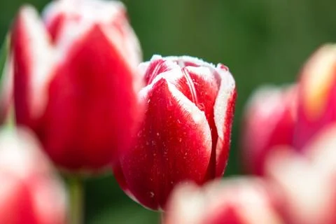 Blooming tulips during spring Stock Photos