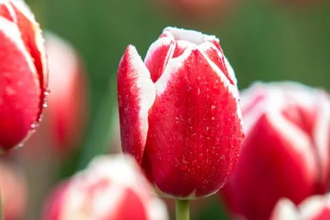 Blooming tulips during spring Stock Photos