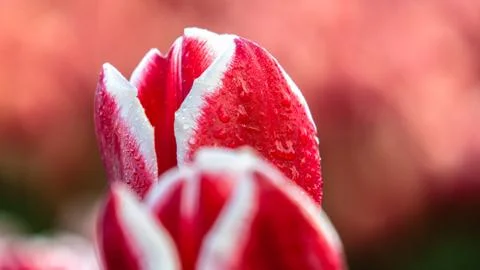 Blooming tulips during spring Stock Photos