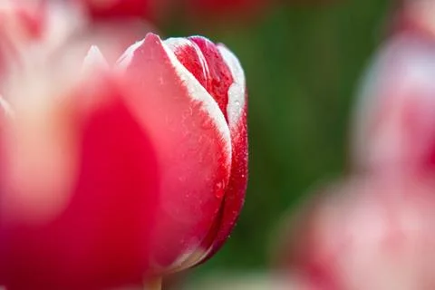 Blooming tulips during spring Stock Photos