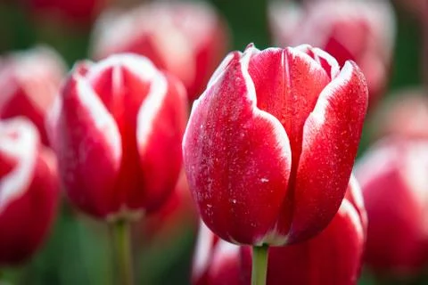 Blooming tulips during spring Stock Photos