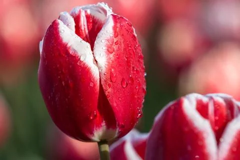 Blooming tulips during spring Stock Photos