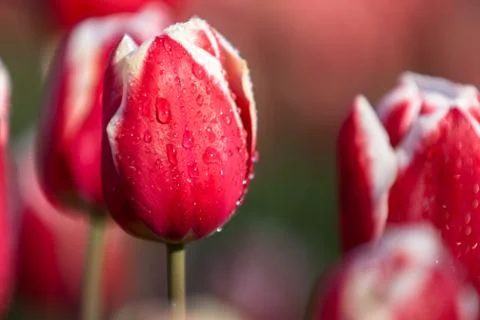 Blooming tulips during spring Stock Photos